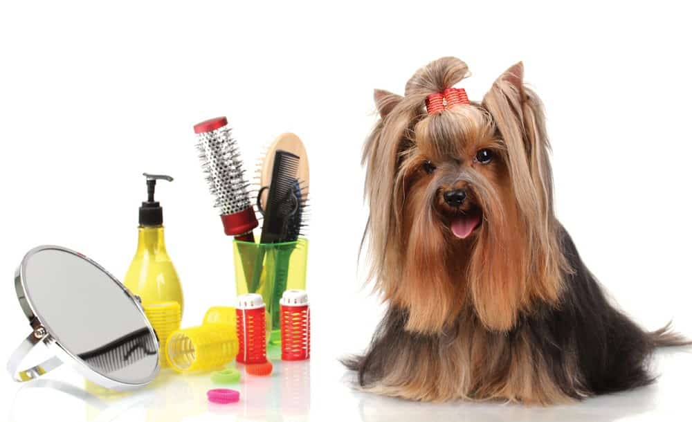 Dog Lovers Pet Grooming