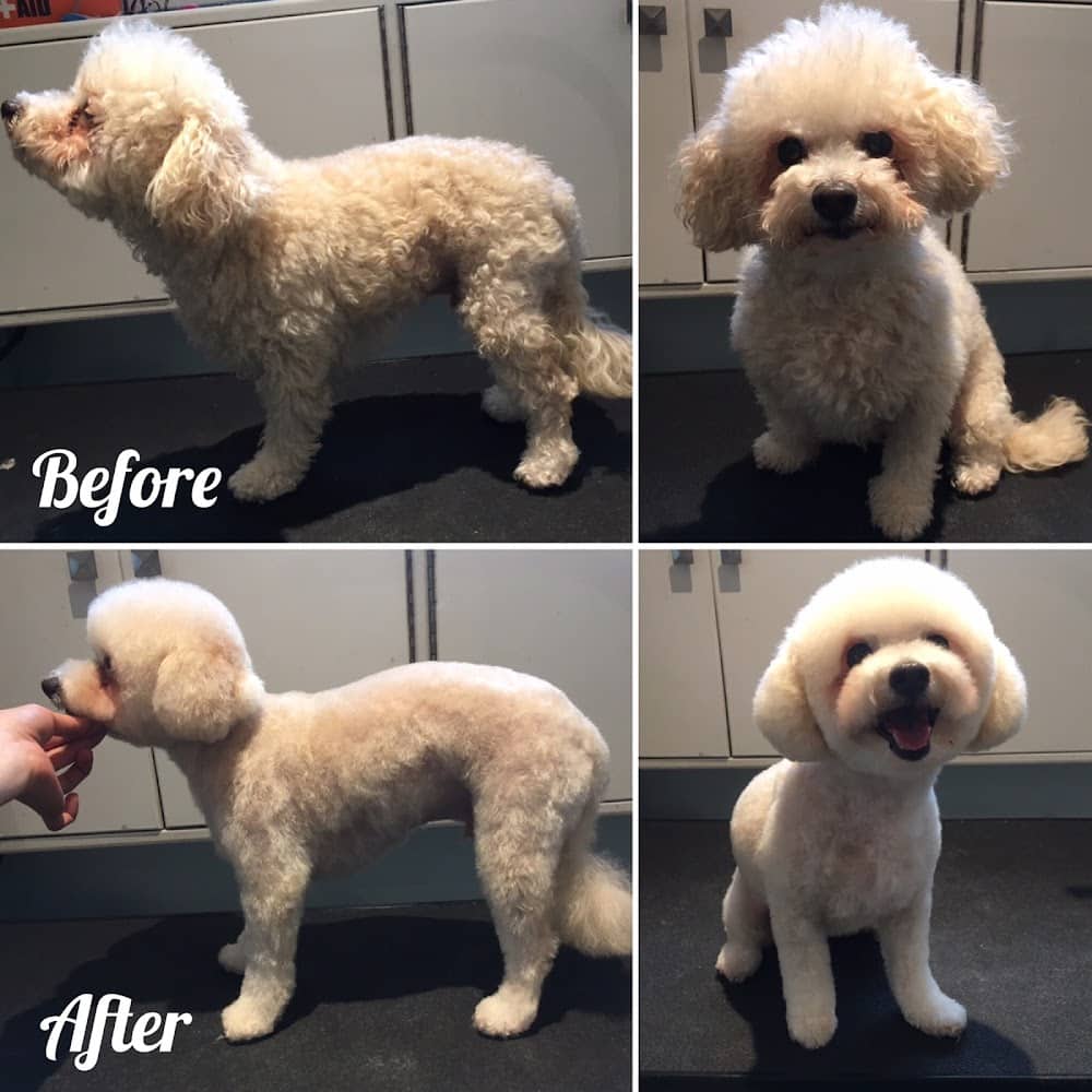 Tidy Tails Dog Grooming