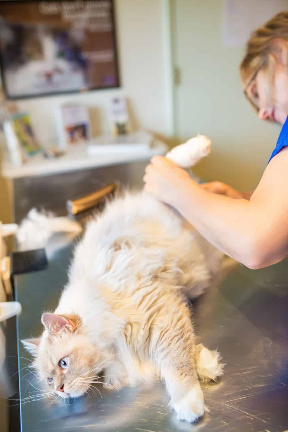 Whisker Tales Cat Grooming