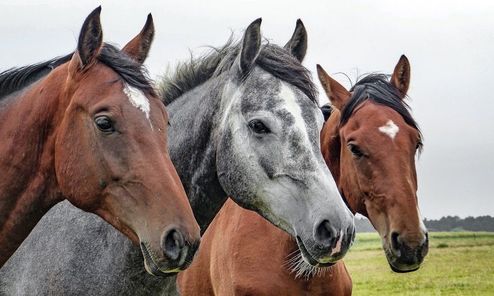 Valle Vista Stables
