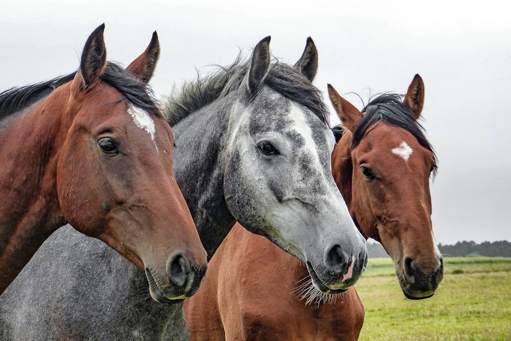 Valle Vista Stables