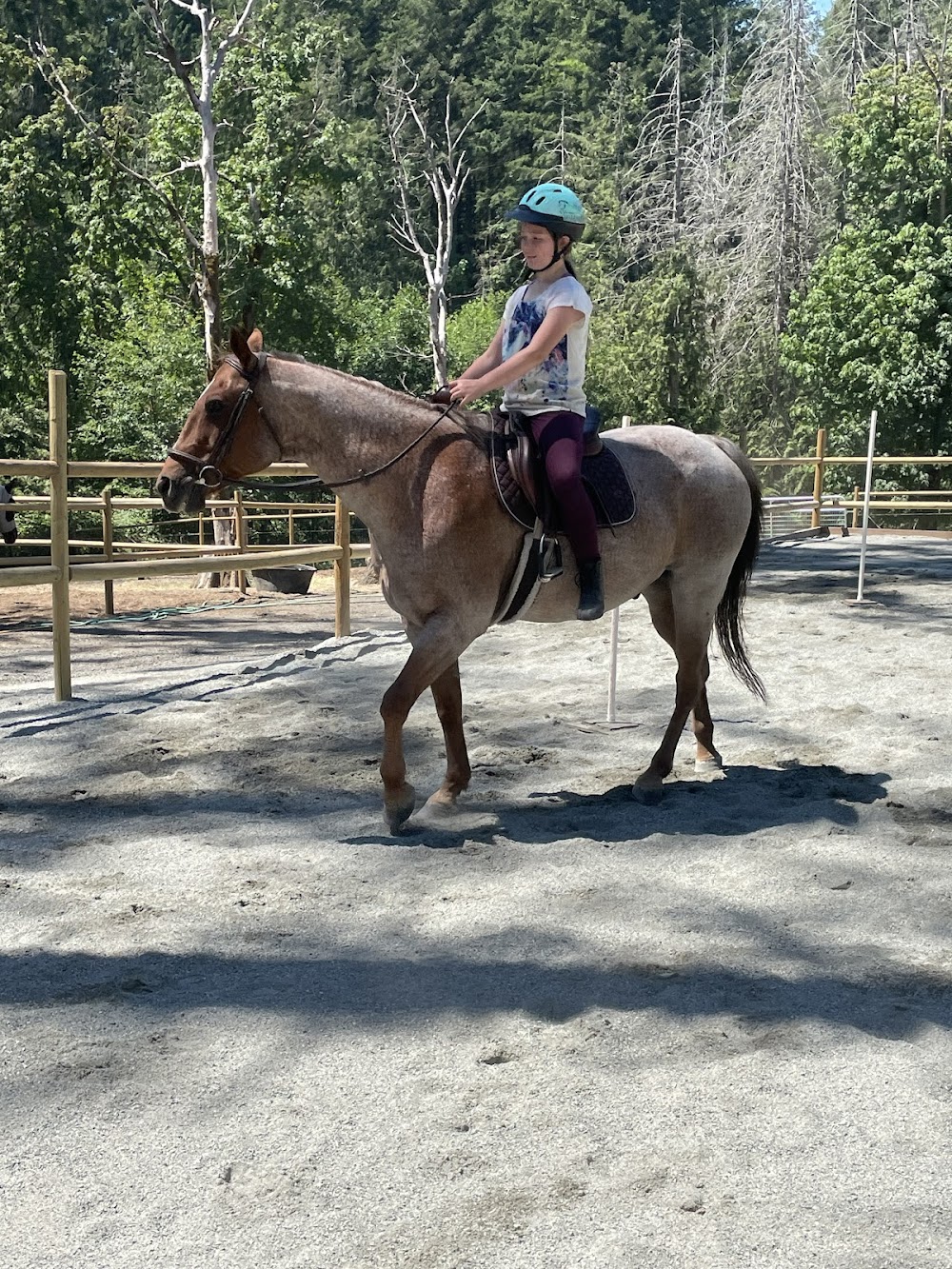 Echo Ridge Stables