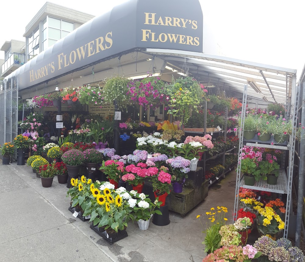 Harry’s Flowers